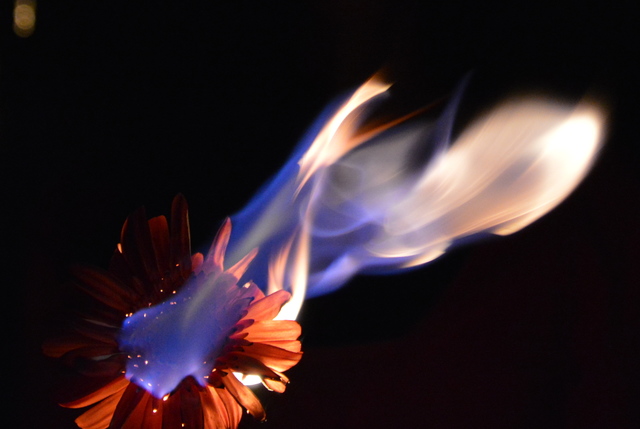 An orange daisy on fire